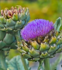 Artyčok Green Globe - Cynara scolymus - prodej semen - 20 ks