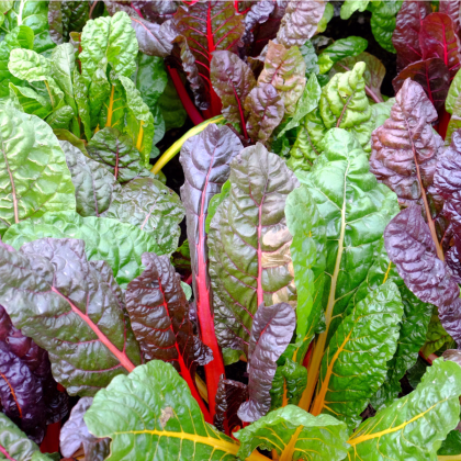 Mangold duhový - Beta vulgaris - prodej semen - 25 ks