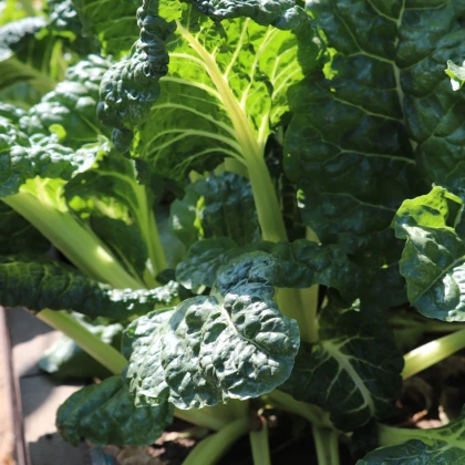 Mangold Lucullus - Beta vulgaris - prodej semen - 100 ks