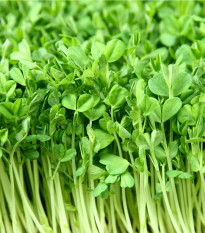 Řeřicha velkolistá - Lepidium sativum - prodej semen - 1,5 g