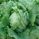 Salát hlávkový Tarzan - Lactuca sativa - prodej semen - 250 ks