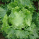 Salát hlávkový Traper - Lactuca sativa - prodej semen - 250 ks