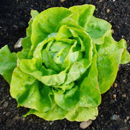 BIO Salát hlávkový máslový Sylvesta - Lactuca sativa - prodej bio semen - 100 ks