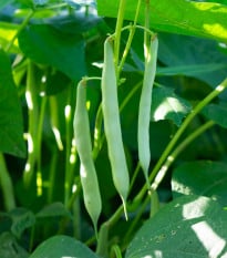 BIO Fazole Neckarkönigin - Phaseolus vulgaris - prodej bio semen - 15 ks