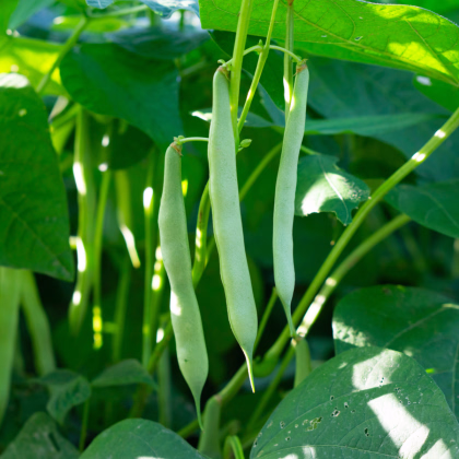 BIO Fazole Neckarkönigin - Phaseolus vulgaris - prodej bio semen - 15 ks