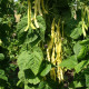 Fazole pnoucí Goldmarie - Phaseolus vulgaris - prodej semen - 15 ks