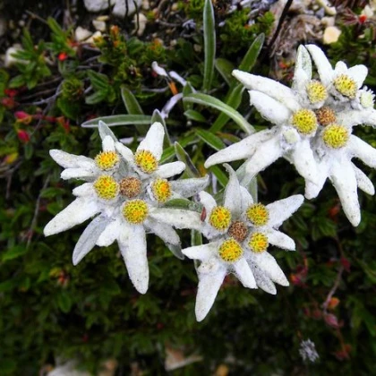 Protěž alpská - Leontopodium alpinum - prodej semen - 15 ks