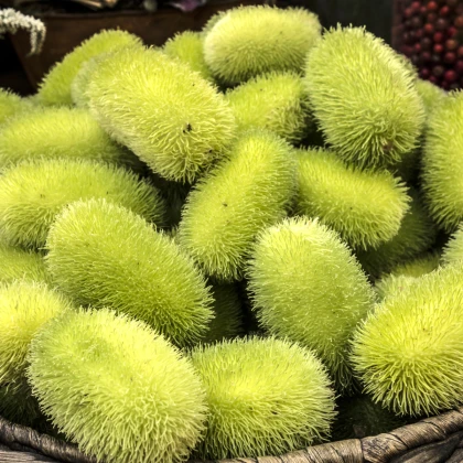 Okurka okrasná Ježek - Cucumis dipsaceus - prodej semen - 6 ks