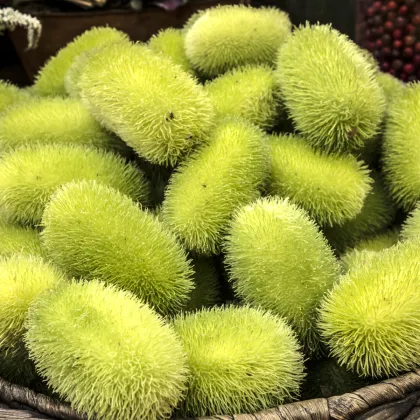 Okurka okrasná Ježek - Cucumis dipsaceus - prodej semen - 6 ks