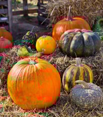 Tykvičky okrasné velkoplodé - Cucurbita pepo - prodej semen - 25 ks