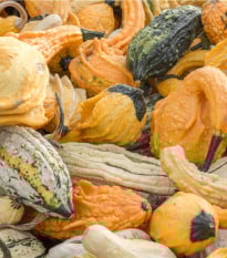 Tykev okrasná Autumn Wings - Cucurbita pepo - prodej semen - 5 ks