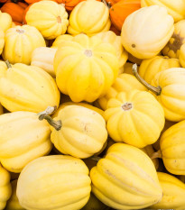 Tykev okrasná Cream of the Crop - Cucurbita maxima - prodej semen - 5 ks