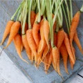 Mrkev Chamare - Daucus carota - prodej semen - 800 ks
