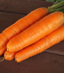 Mrkev Karotina - Daucus carota - prodej semen - 900 ks
