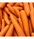 Mrkev pozdní Cidera - Daucus carota - prodej semen - 900 ks