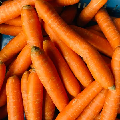 Mrkev Rothild - Daucus carota - prodej semen - 900 ks