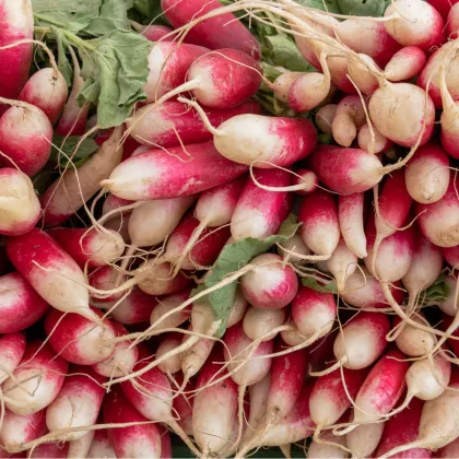 BIO Ředkvička Francouzská snídaně - Raphanus sativus - prodej bio semen - 80 ks