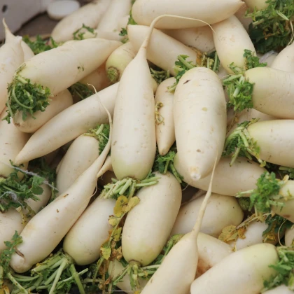 Ředkev bílá Rex - Raphanus sativus - prodej semen - 80 ks