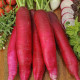 Ředkev Ostergruss Rosa 2 - Raphanus sativus - prodej semen - 80 ks
