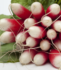 Ředkvička Francouzská snídaně - Raphanus sativus - prodej semen - 45 ks
