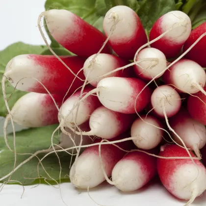 Ředkvička Francouzská snídaně - Raphanus sativus - prodej semen - 45 ks