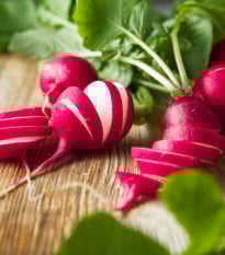 Ředkvička Saxa - Raphanus sativus - prodej semen - 100 ks