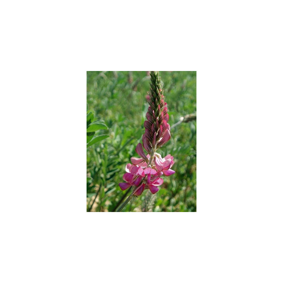 Vičenec ligrus - Onobrychis viciifolia - prodej semen - 50 ks