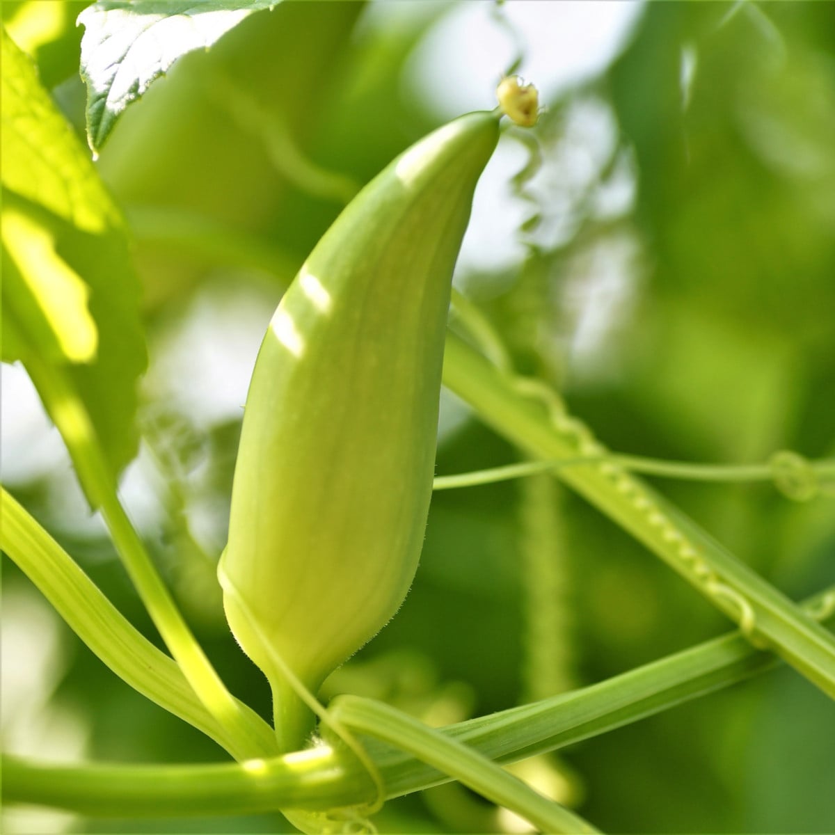 Ačokča - Cyclanthera pedata - prodej semen - 6 ks