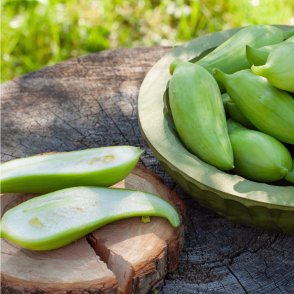 Gigantická ačokča - Cyclanthera pedata - prodej semen - 5 ks