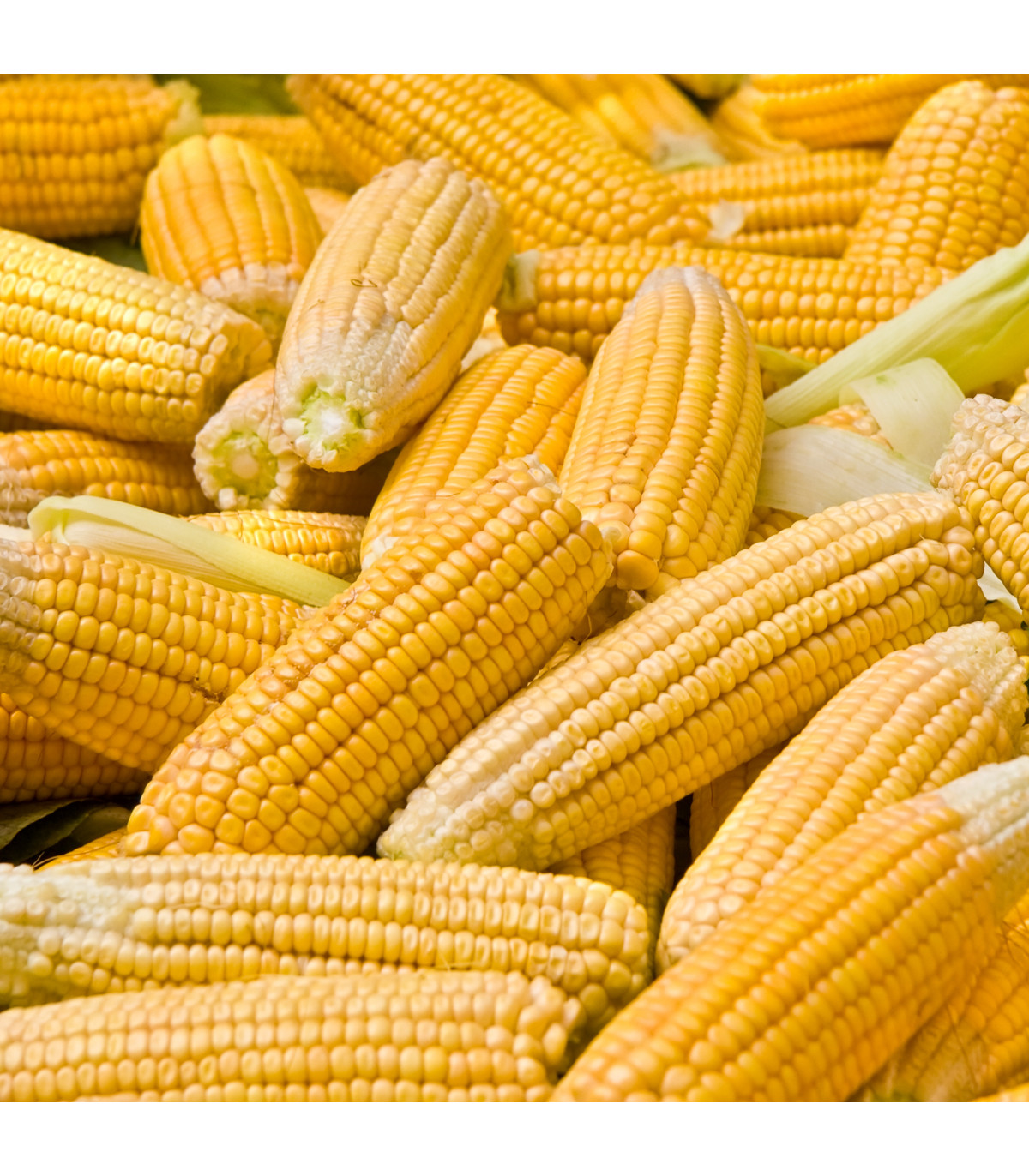 Kukuřice cukrová Golden Bantam - Zea Mays - prodej semen - 16 ks