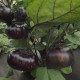 Lilek kulatý vejcoplodý Laura - Solanum melongena - prodej semen - 30 ks