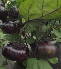 Lilek kulatý vejcoplodý Laura - Solanum melongena - prodej semen - 30 ks
