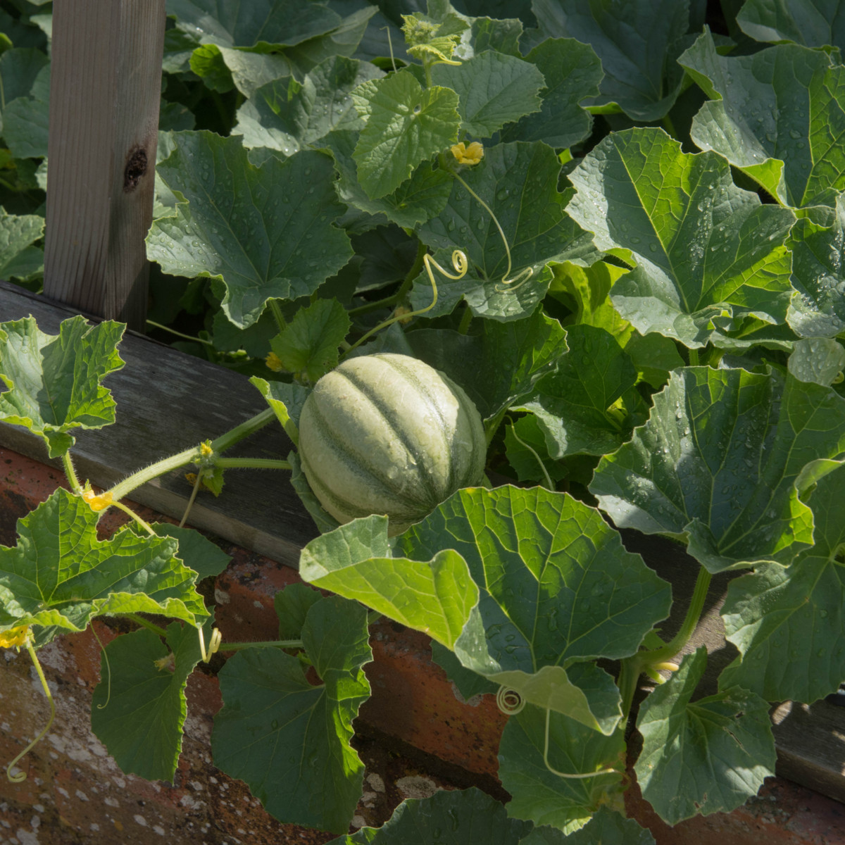 Meloun Emir F1 - Cucumis Melo - prodej semen - 6 ks