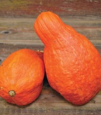 Tykev Boston Marrow - Cucurbita maxima - prodej semen - 8 ks