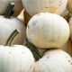 Dýně Moonshine F1 - Cucurbita pepo - prodej semen - 12 ks