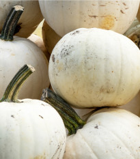 Dýně Moonshine F1 - Cucurbita pepo - prodej semen - 12 ks