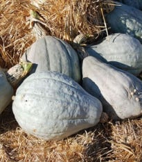 Tykev Blue Hubbard - Cucurbita pepo - prodej semen - 7 ks