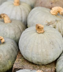 Tykev Baby Blue - Cucurbita maxima - prodej semen - 5 ks