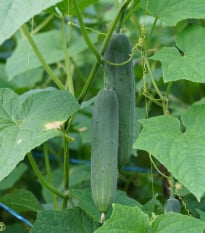 Okurka Aikon F1 - Cucumis sativus - prodej semen - 10 ks