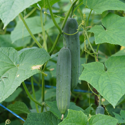 Okurka Aikon F1 - Cucumis sativus - prodej semen - 10 ks