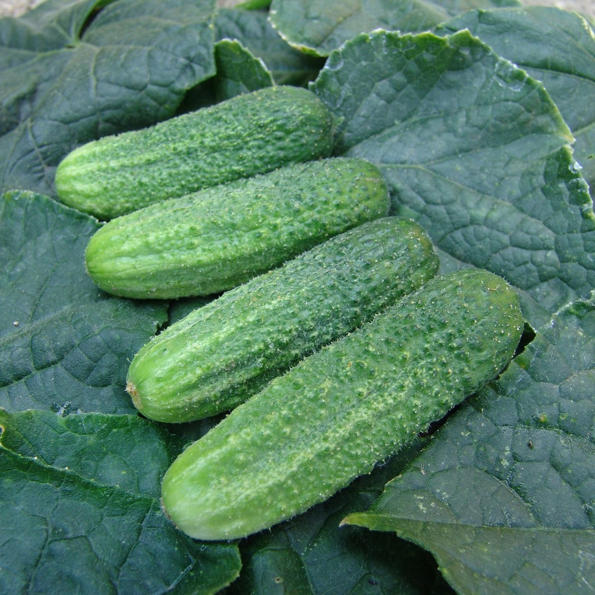 Okurka nakládačka Everest F1 - Cucumis Sativus - prodej semen - 15 ks