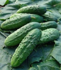 Okurka Regina F1 - Cucumis sativus - prodej semen - 20 ks