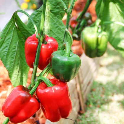 Paprika Yolo Wonder - Capsicum annuum - prodej semen - 20 ks