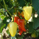 Paprika Zlata - Capsicum annuum - prodej semen - 30 ks
