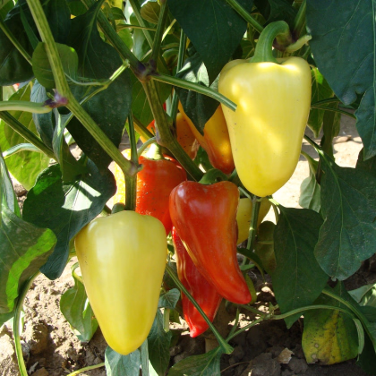 Paprika Zlata - Capsicum annuum - prodej semen - 30 ks