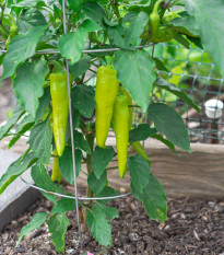 Paprika Sladký banán - Capsicum annuum - prodej semen - 9 ks