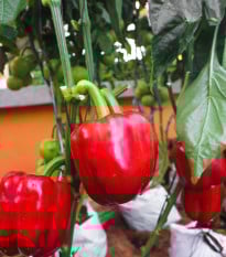 Paprika Roberta F1 - Capsicum annuum - prodej semen - 6 ks