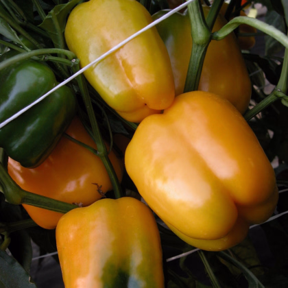 Paprika Mystery - Capsicum annuum - prodej semen - 15 ks