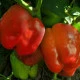 Paprika Granova - Capsicum annuum - prodej semen - 50 ks
