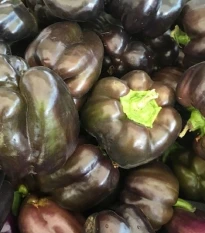 Paprika Babybell Chocolate - Capsicum annuum - prodej semen - 8 ks